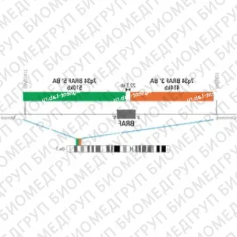 ДЛЯ КЛИЕНТОВ ЗА ПРЕДЕЛАМИ США. SureFISH 7q34 BRAF 5 BA 510kb P20 GR