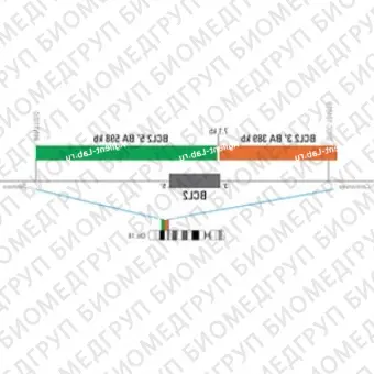 ДЛЯ КЛИЕНТОВ ЗА ПРЕДЕЛАМИ США. SureFISH 18q21 BCL2 5146 BA 598kb P20 GR