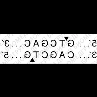 Эндонуклеаза рестрикции SalI, 100 000 ед/мл, New England Biolabs, R0138 T, 2 000 единиц