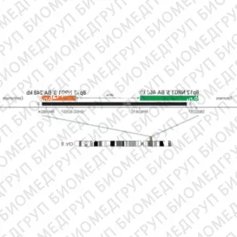 ДЛЯ КЛИЕНТОВ из США. SureFISH 8p12 NRG1 5 BA 460кб P20 GR. NRG1, Break Apart, 20 тестов, FITC, Концентрат, Ручное использование