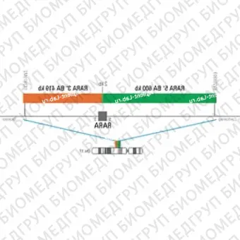 ДЛЯ КЛИЕНТОВ ЗА ПРЕДЕЛАМИ США. SureFISH 17q21.1 RARA 5 BA 600kb P20 GR