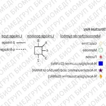 Стандарт Nгликанов AdvanceBio InstantPC G0FN / FA1 ранее ProZyme