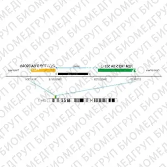 ДЛЯ КЛИЕНТОВ из США. SureFISH 7q34 TRB 3 BA 390 КБ P20 RD. TRB, Break Apart, 20 тестов, Cy3, Концентрат, Ручное использование