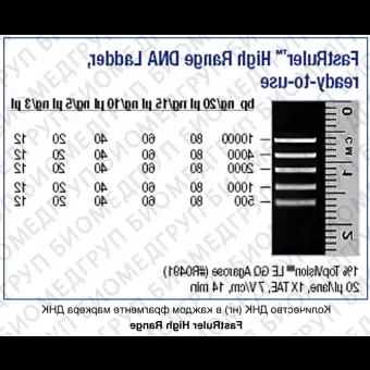 Маркер длин ДНК, FastRuler High Range, 5 фрагментов от 500 до 10000 п.н., готовый к применению, Thermo FS, SM1123, 2х500 мкл