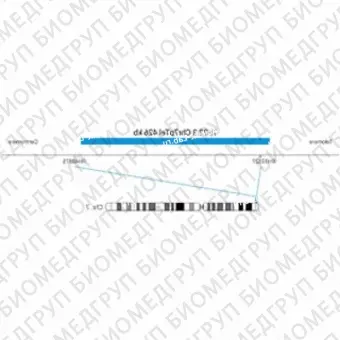 ДЛЯ КЛИЕНТОВ ЗА ПРЕДЕЛАМИ США. SureFISH 7p22.3 Chr7pTel 426kb P20 BL