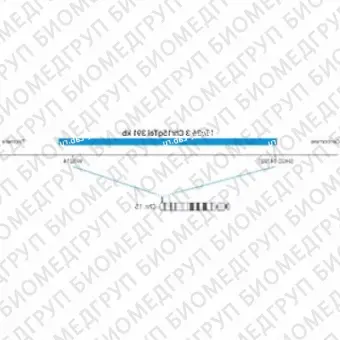 ДЛЯ КЛИЕНТОВ ЗА ПРЕДЕЛАМИ США. SureFISH 15q26.3 Chr15qTel 391kb P20 BL