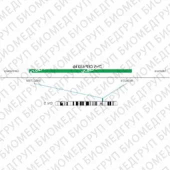 ДЛЯ КЛИЕНТОВ из США. SureFISH Chr5 CEP 633кб P20 GR. CEP 5, Номер копии, 20 тестов, FITC, Концентрат, Ручное использование