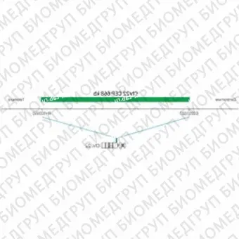 ДЛЯ КЛИЕНТОВ из США. SureFISH Chr22 CEP 668кб P20 GR. CEP 22, Номер копии, 20 тестов, FITC, Концентрат, Ручное использование