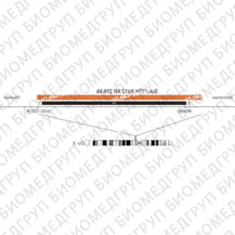 ДЛЯ КЛИЕНТОВ из США. SureFISH Xq12 AR 216кб P20 RD. Xq12, номер копии, 20 тестов, Cy3, концентрат, ручное использование