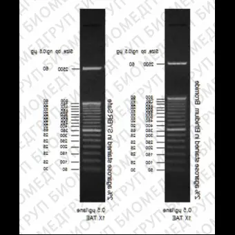 Маркер длин ДНК, 50 bp, 17 фрагментов от 50 до 2500 п.н., 0,5 мкг/мл, Thermo FS, 10416014, 50 мкг