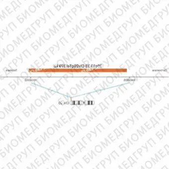 ДЛЯ КЛИЕНТОВ ЗА ПРЕДЕЛАМИ США. SureFISH 20q13.33 Chr20qTel 379kb P20 RD