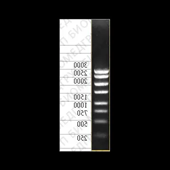 ДНКмаркер 3000/8С, 8 фрагментов от 250 до 3000 п.н. концентрат 0,5 мг/мл, Диаэм, 1907.250, 250 мкг