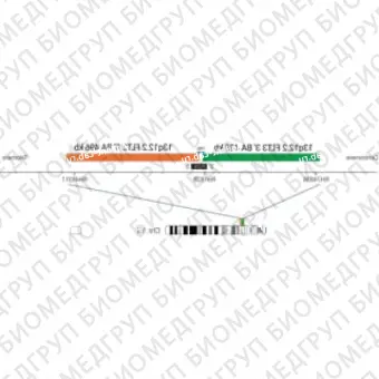 ДЛЯ КЛИЕНТОВ ЗА ПРЕДЕЛАМИ США. SureFISH 13q12.2 FLT3 5146 BA 496kb P20 GR