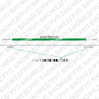 ДЛЯ КЛИЕНТОВ ЗА ПРЕДЕЛАМИ США. SureFISH Chr10 CEP 676kb P100 GR