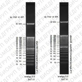 Маркер длин ДНК TrackIt 50 bp DNA Ladder, 17 фрагментов от 50 до 2500 п.н. готовый к применению 0,1 мкг/мкл, Thermo FS, 10488043, 50 мкг