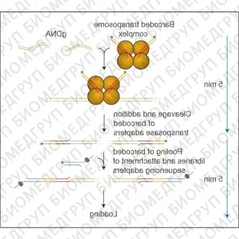 Набор для быстрого мультиплексного секвенирования ДНК, Rapid Barcoding Kit, Oxford Nanopore Technologies, SQKRBK004
