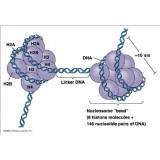 Набор Methylated DNA (MeDIP) ChIP Kit, для иммунопреципитации, Abcam, ab117135-48, 48 тестов