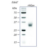 Эритропоэтин человека, рекомбинантный белок, rhEpo, Россия, PSG110-100, 100 мкг