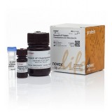 Набор реагентов Novex AP Rabbit для хемилюминесцентной детекции, со вторичными антителами к антителам кролика, 1 набор, Thermo FS, SLF1022, 1 набор