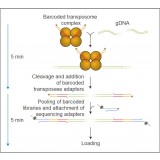 Набор для быстрого мультиплексного секвенирования ДНК, Rapid Barcoding Kit, Oxford Nanopore Technologies, SQK-RBK004