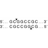 Эндонуклеаза рестрикции NotI, 10 000 ед/мл, New England Biolabs, R0189 S, 500 единиц