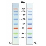 Маркеры белковые молекулярного веса, предокрашенные, Spectra, 40-300 кДа, 8 полос, Thermo FS, 26625, 2х250 мкл