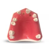 E37 модель верхней челюсти для практики имплантологии