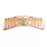 TOOTH MODEL V-TYPE - демонстрационная модель с сагиттальным разрезом