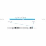 ДЛЯ КЛИЕНТОВ из США. SureFISH 1q44 Chr1qTel 402кб P20 BL. Telomere Chr1q, Копийный номер, 20 тестов, Аква, Концентрат, Ручное использование